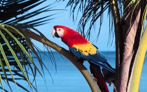 Preview wallpaper parrot, bird, branch, tree, color, bright