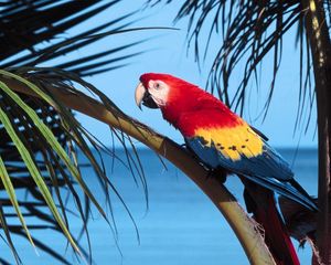 Preview wallpaper parrot, bird, branch, tree, color, bright