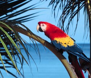 Preview wallpaper parrot, bird, branch, tree, color, bright