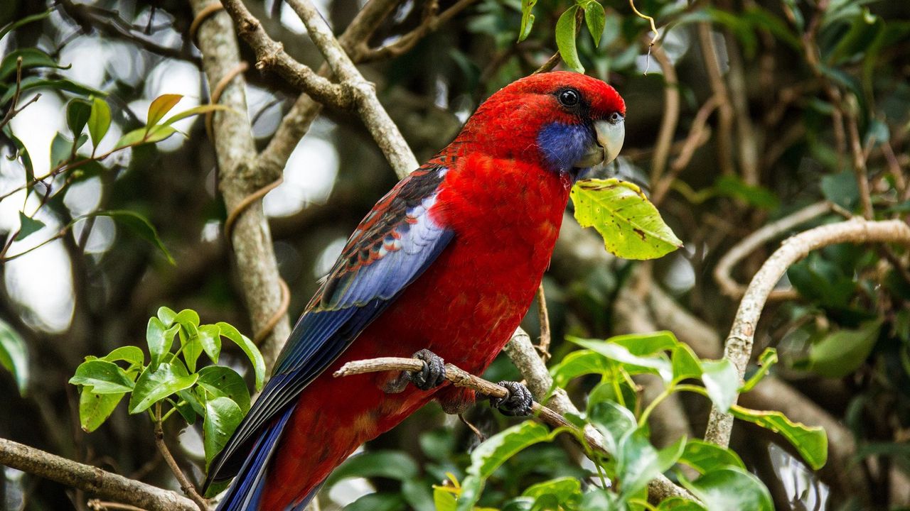 Wallpaper parrot, bird, branch, beautiful
