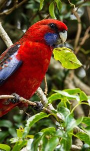 Preview wallpaper parrot, bird, branch, beautiful