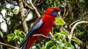 Preview wallpaper parrot, bird, branch, beautiful