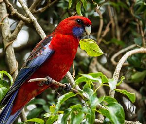 Preview wallpaper parrot, bird, branch, beautiful