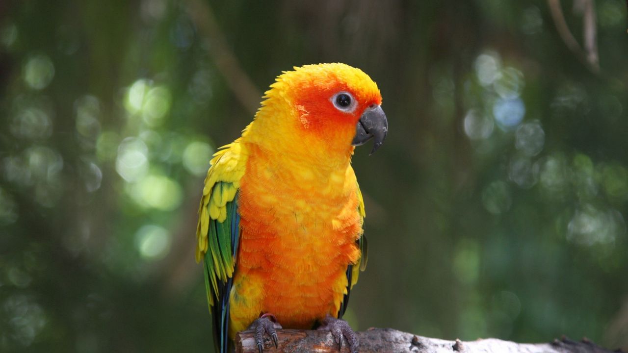Wallpaper parrot, bird, branch, color