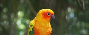 Preview wallpaper parrot, bird, branch, color
