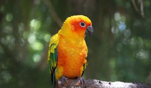 Preview wallpaper parrot, bird, branch, color