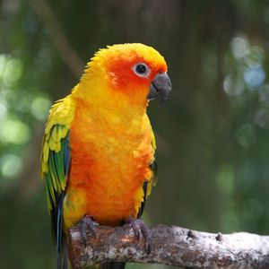 Preview wallpaper parrot, bird, branch, color