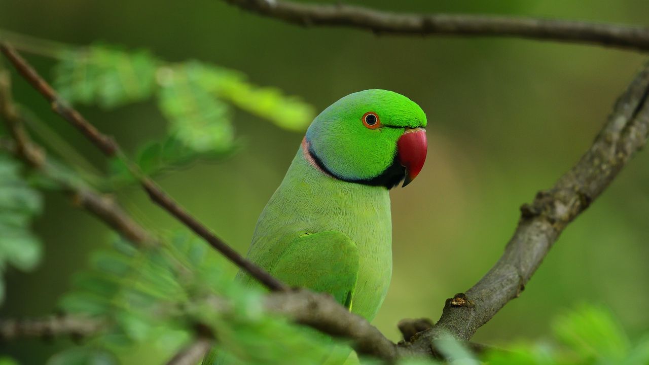 Wallpaper parrot, bird, branches, leaves, tree