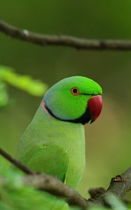 Preview wallpaper parrot, bird, branches, leaves, tree
