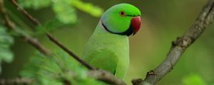 Preview wallpaper parrot, bird, branches, leaves, tree