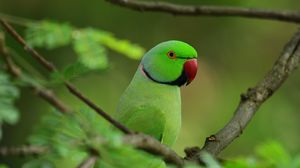 Preview wallpaper parrot, bird, branches, leaves, tree