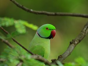 Preview wallpaper parrot, bird, branches, leaves, tree