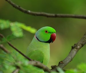 Preview wallpaper parrot, bird, branches, leaves, tree