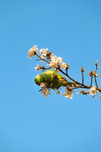 Preview wallpaper parrot, bird, branches, flowers