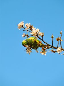 Preview wallpaper parrot, bird, branches, flowers