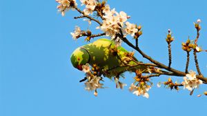 Preview wallpaper parrot, bird, branches, flowers