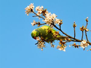 Preview wallpaper parrot, bird, branches, flowers