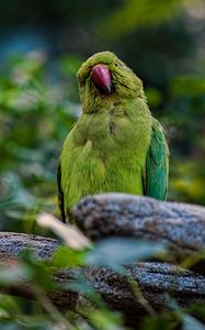 Preview wallpaper parrot, bird, branches, green
