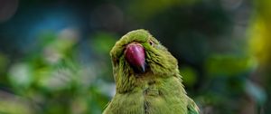 Preview wallpaper parrot, bird, branches, green