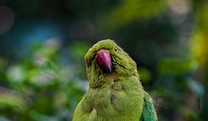 Preview wallpaper parrot, bird, branches, green