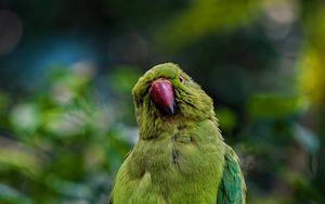 Preview wallpaper parrot, bird, branches, green