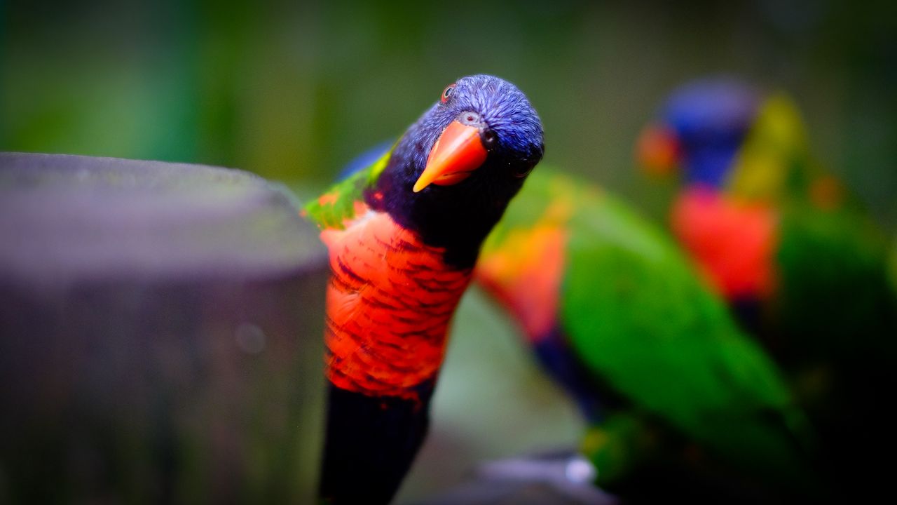 Wallpaper parrot, bird, bright, blur