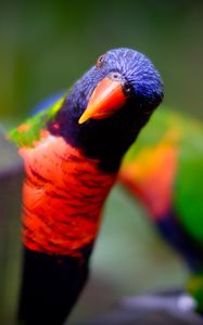 Preview wallpaper parrot, bird, bright, blur