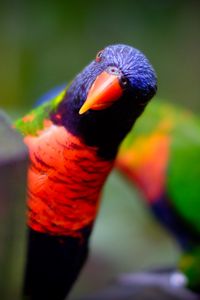 Preview wallpaper parrot, bird, bright, blur