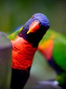 Preview wallpaper parrot, bird, bright, blur