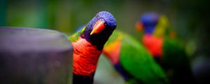 Preview wallpaper parrot, bird, bright, blur