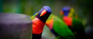 Preview wallpaper parrot, bird, bright, blur