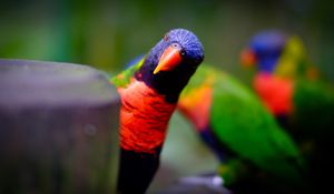 Preview wallpaper parrot, bird, bright, blur