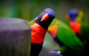 Preview wallpaper parrot, bird, bright, blur