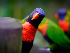 Preview wallpaper parrot, bird, bright, blur