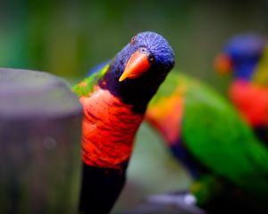 Preview wallpaper parrot, bird, bright, blur