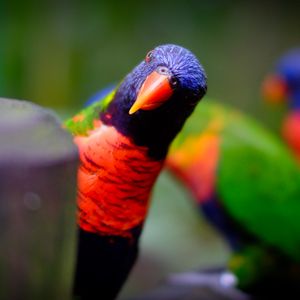 Preview wallpaper parrot, bird, bright, blur