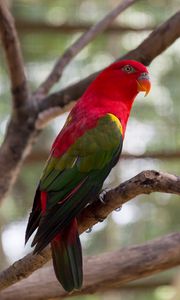 Preview wallpaper parrot, bird, bright, exotic
