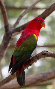 Preview wallpaper parrot, bird, bright, exotic