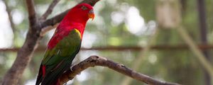 Preview wallpaper parrot, bird, bright, exotic