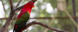Preview wallpaper parrot, bird, bright, exotic