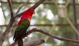 Preview wallpaper parrot, bird, bright, exotic