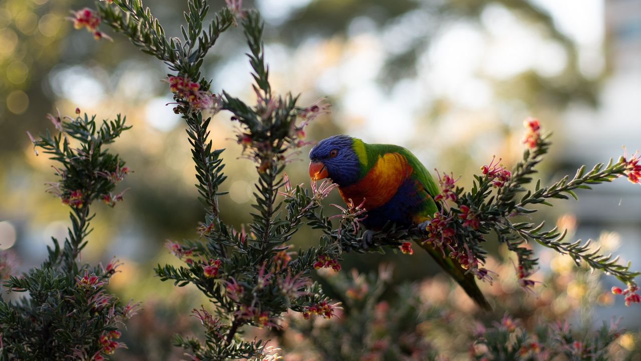 Wallpaper parrot, bird, bright, branches, plant