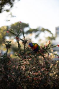 Preview wallpaper parrot, bird, bright, branches, plant