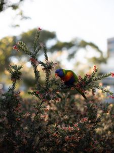 Preview wallpaper parrot, bird, bright, branches, plant