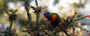 Preview wallpaper parrot, bird, bright, branches, plant