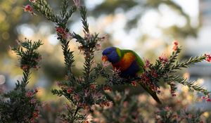 Preview wallpaper parrot, bird, bright, branches, plant