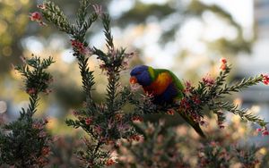 Preview wallpaper parrot, bird, bright, branches, plant