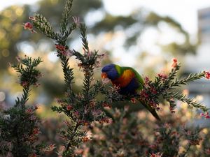 Preview wallpaper parrot, bird, bright, branches, plant