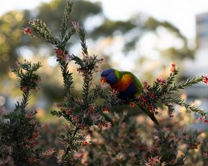 Preview wallpaper parrot, bird, bright, branches, plant