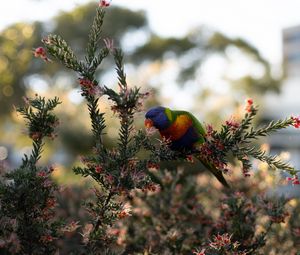 Preview wallpaper parrot, bird, bright, branches, plant